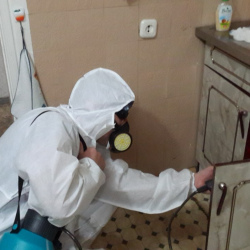 Дезинфекция от муравьев в квартире в Серпухове